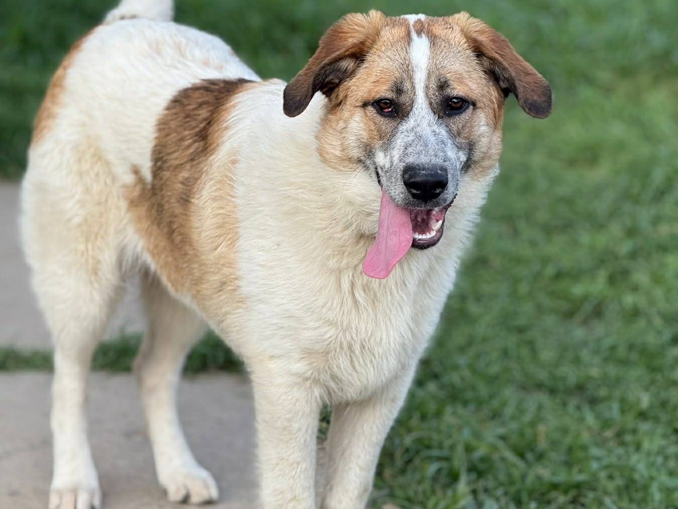 Vuoi adottare un cane a Firenze?