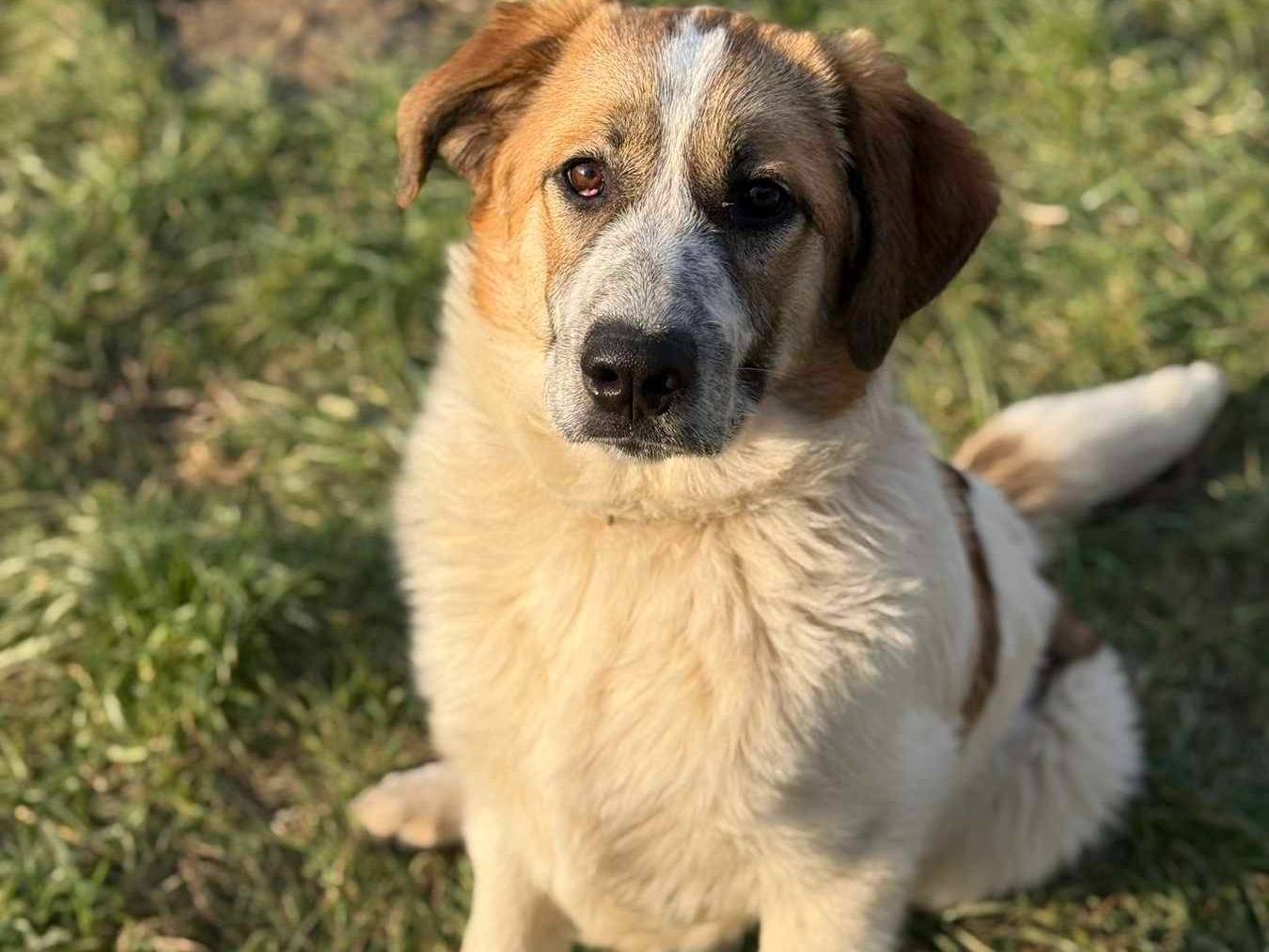 Adotta il cane ARONNE a Firenze