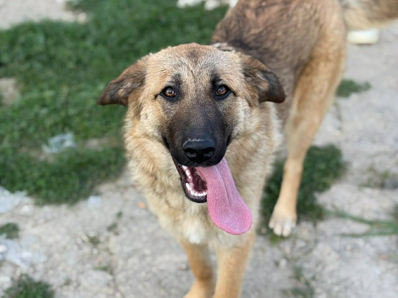 Adotta il cane ANNIE a Firenze