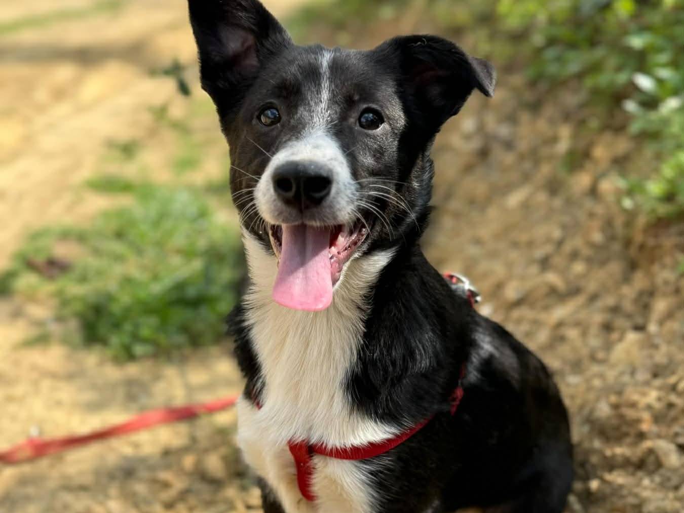 Adotta un cane, taglia media contenuta, femmina, Firenze