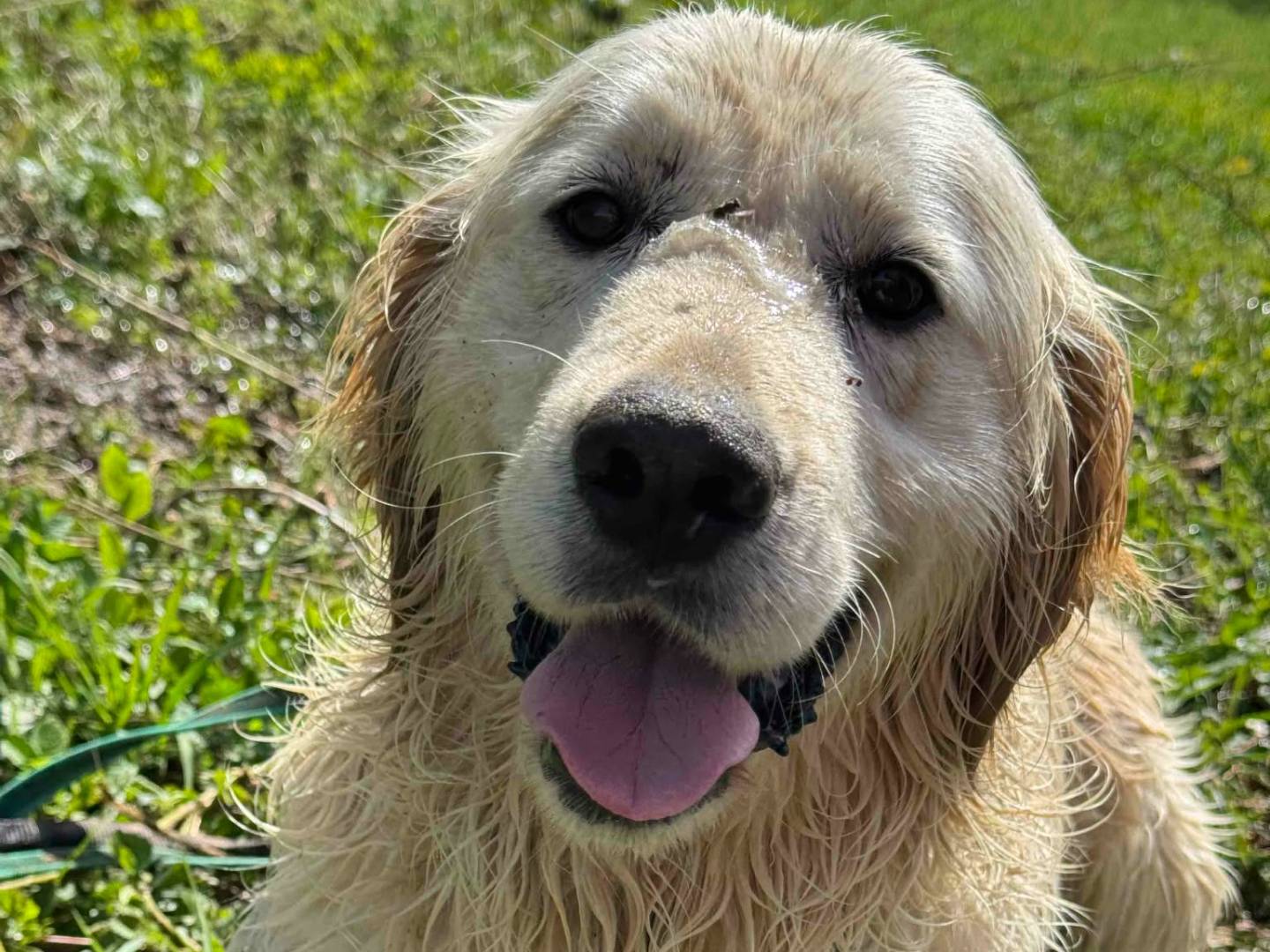 Adotta il cane MARLON a Firenze