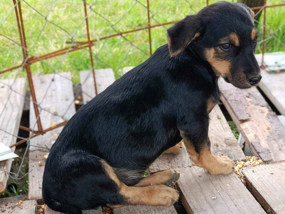 Adotta un cane, maschio, 1 mesi, Firenze