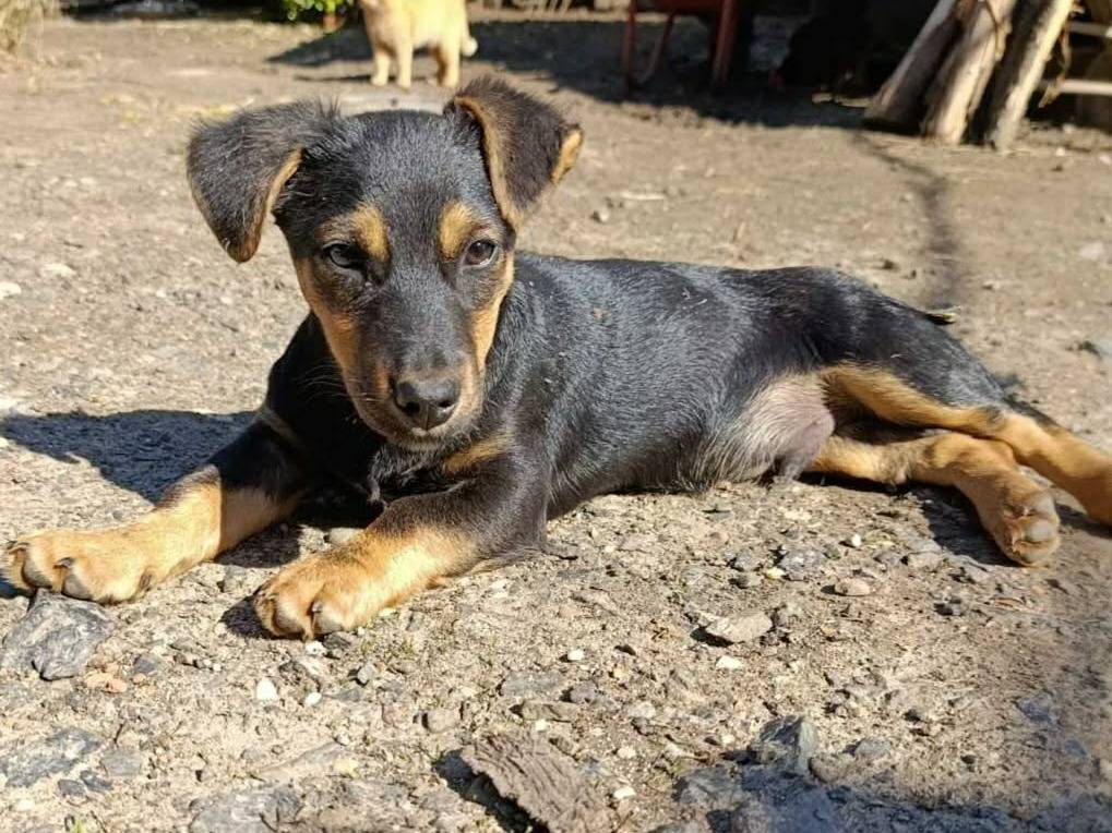 Adotta un cane, taglia piccola, maschio, Firenze