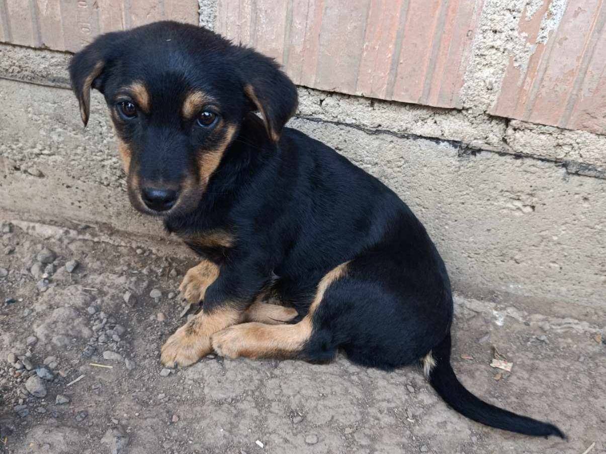 Vuoi adottare un cane a Firenze?