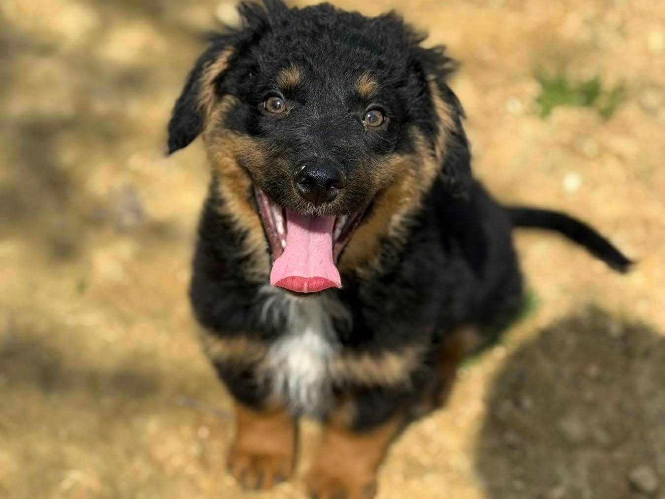 Adotta un cane, taglia media, maschio, Firenze