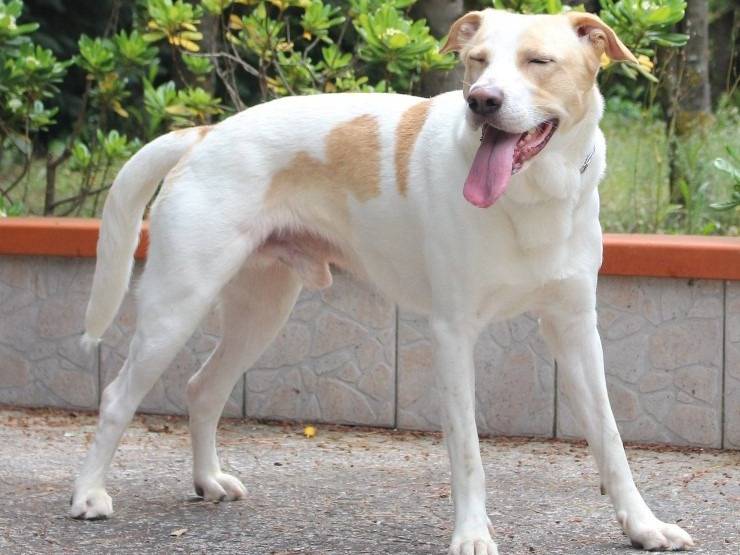 Adotta un cane, taglia media, maschio, Pavia