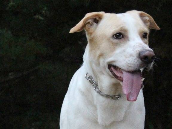 Vuoi adottare un cane a Pavia?