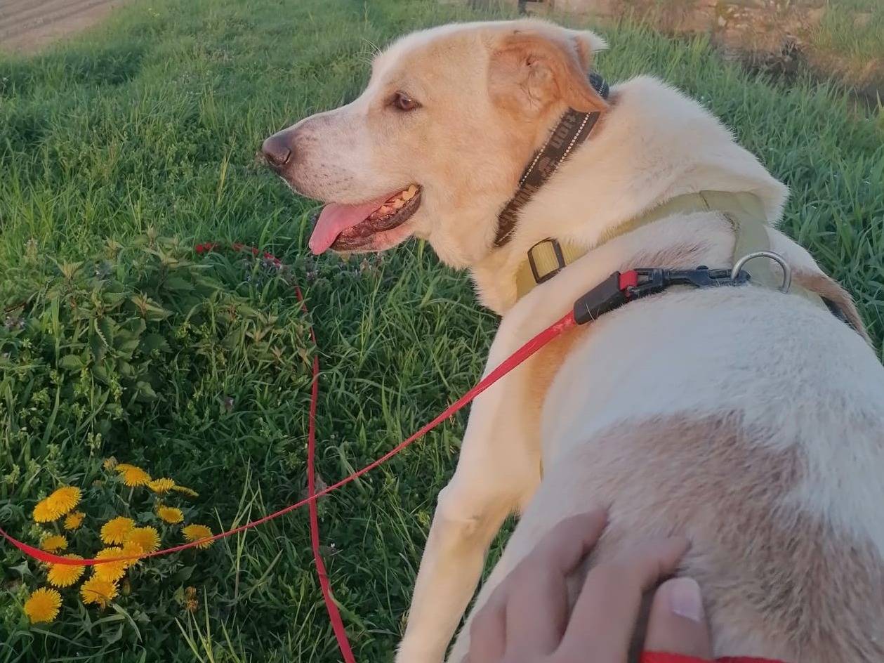 Adotta il cane Toby a Pavia