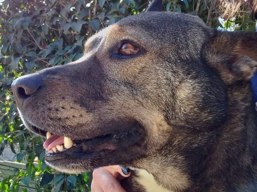 Adozione cane, maschio, Razza sconosciuta Razza sconosciuta, 8 anni e 2 mesi, taglia grande, Pavia