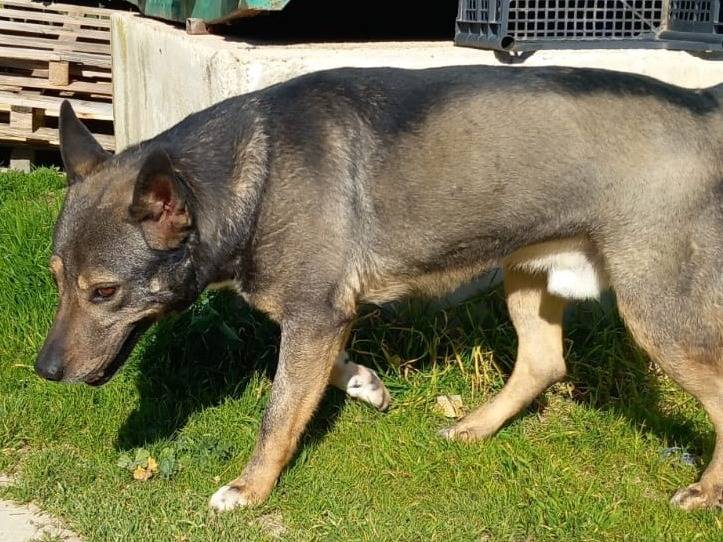 Adotta un cane, maschio, 8 anni e 2 mesi, Pavia