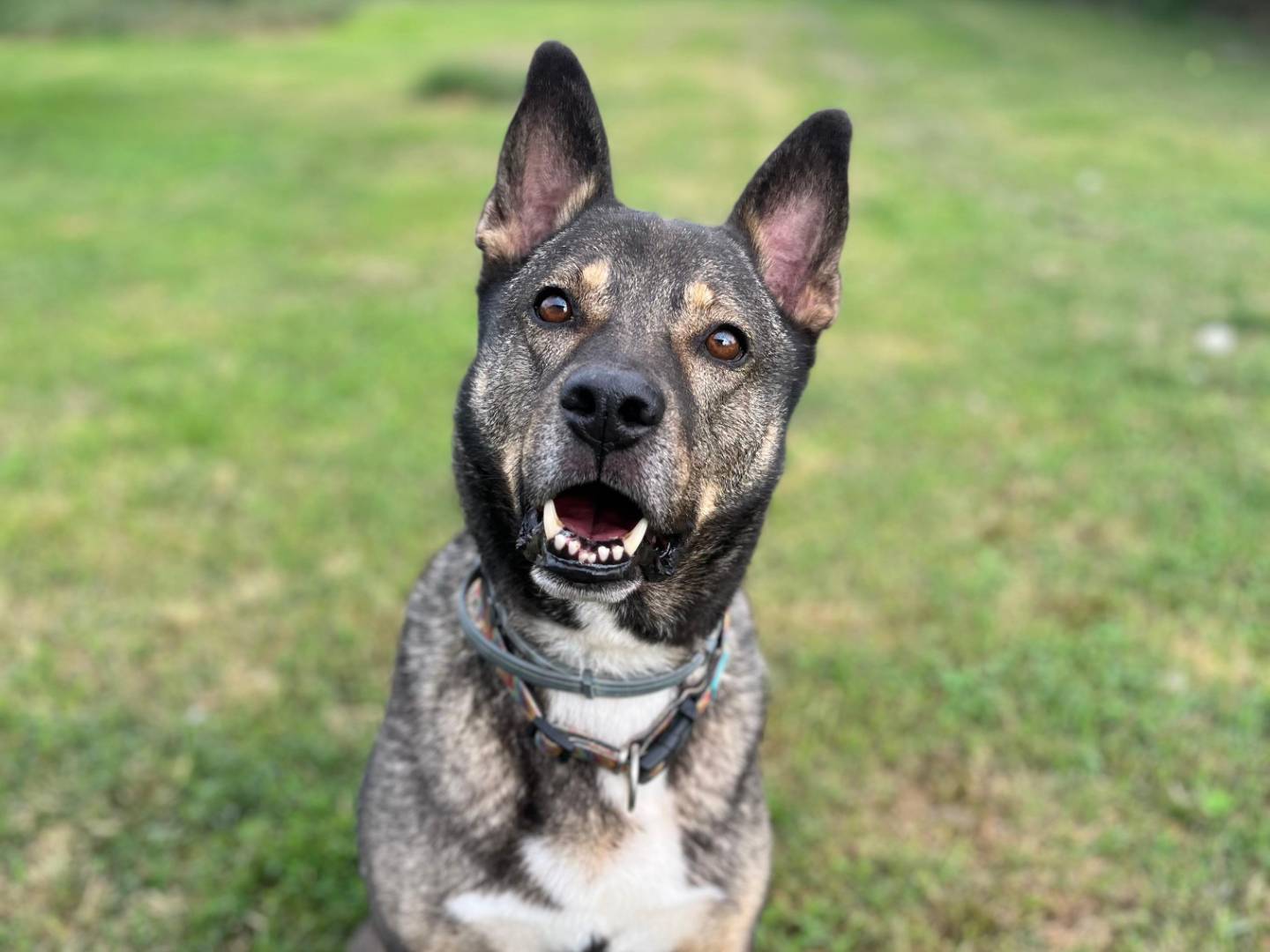 Vuoi adottare un cane a Pavia?