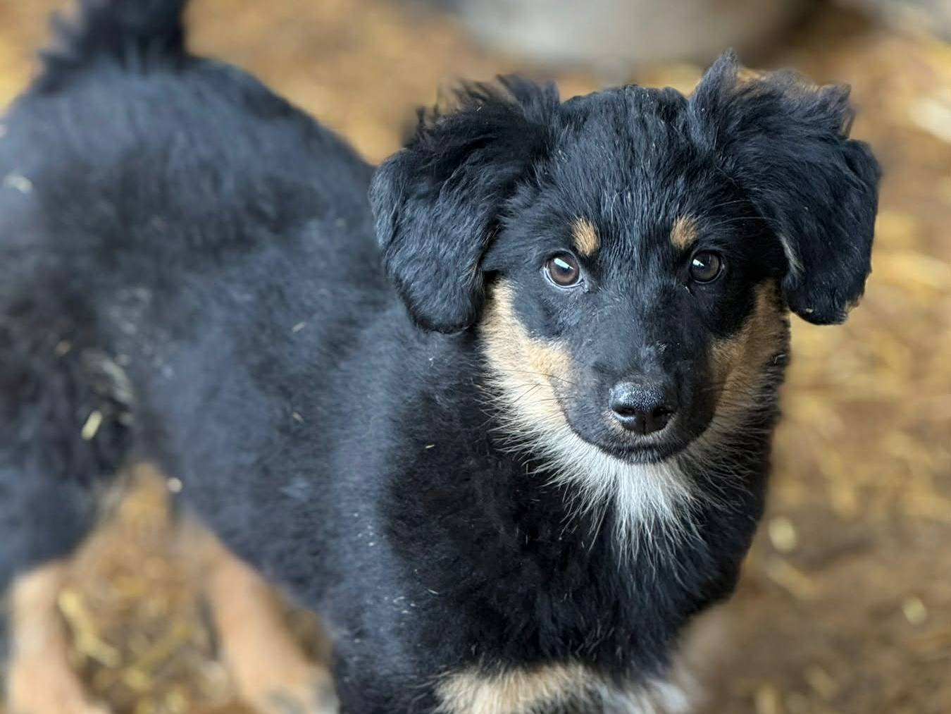 Adotta un cane, taglia media contenuta, femmina, Firenze