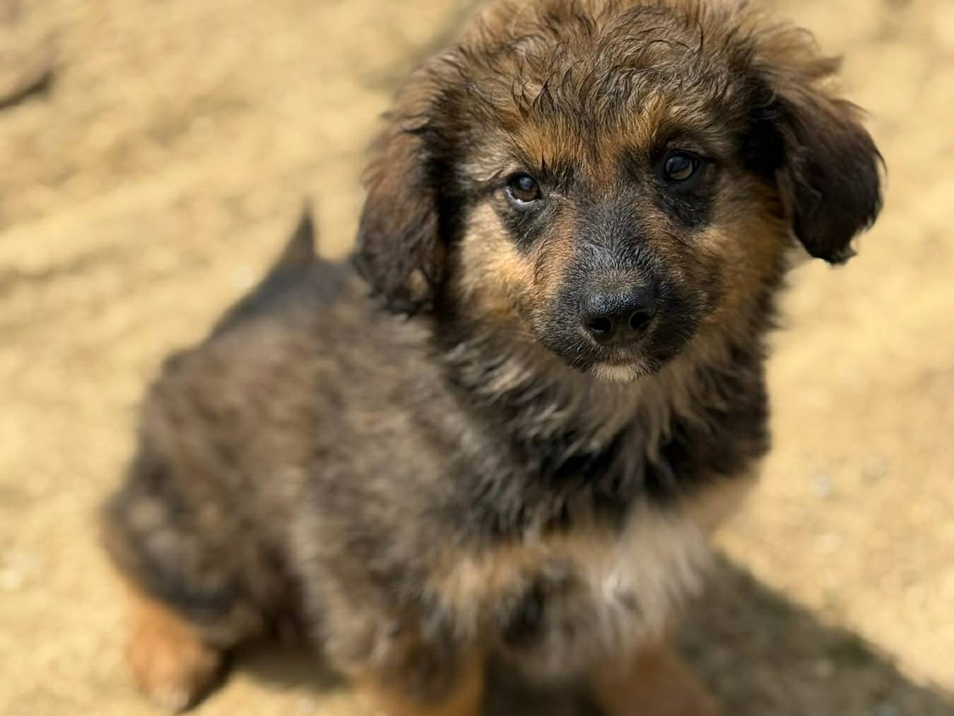 Adotta il cane ZOYA ZARA ZERA a Firenze