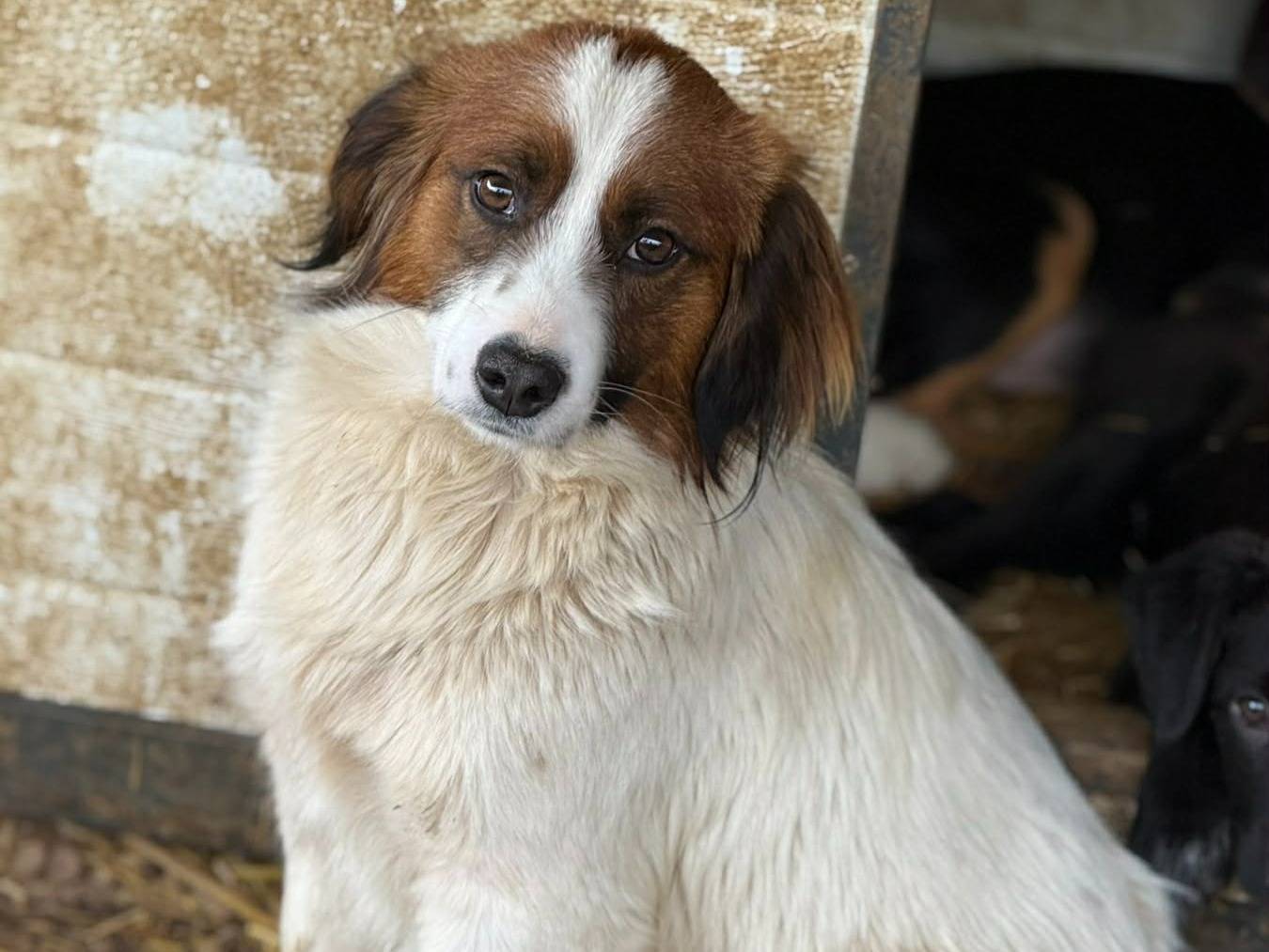 Adozione cane, maschio, Razza sconosciuta Razza sconosciuta, 1 anno, taglia piccola, Firenze