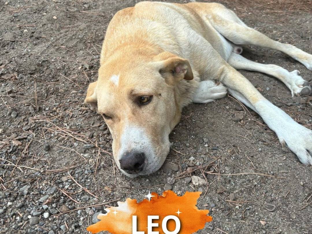 Adozione cane, maschio, Razza sconosciuta Razza sconosciuta, 5 anni e 3 mesi, taglia media, Crotone