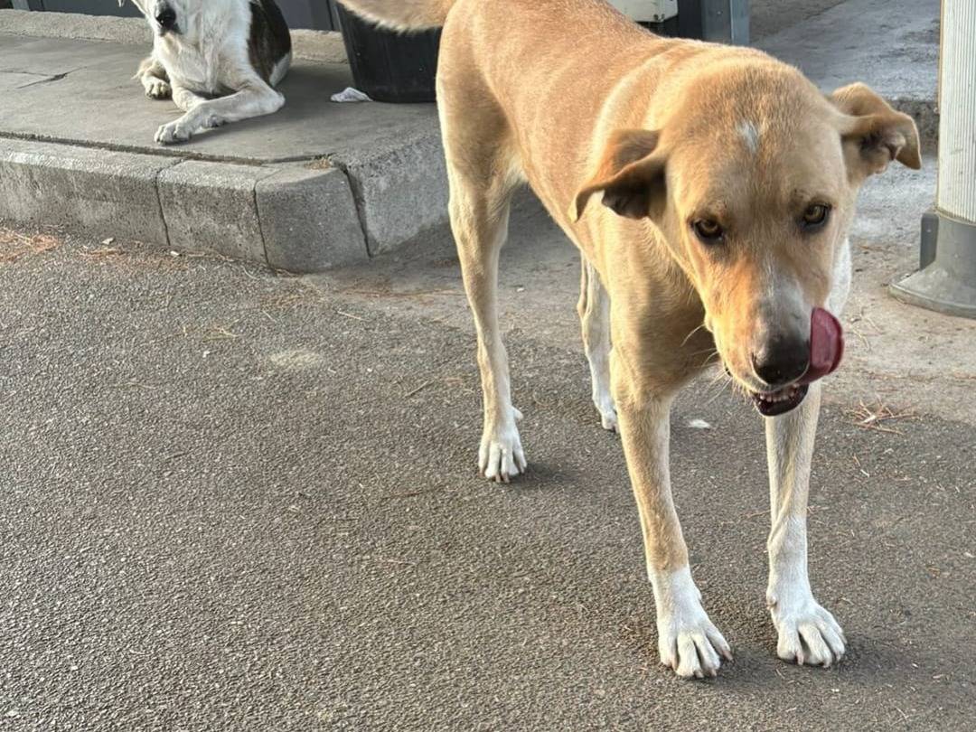 Adotta un cane, taglia media, maschio, Crotone