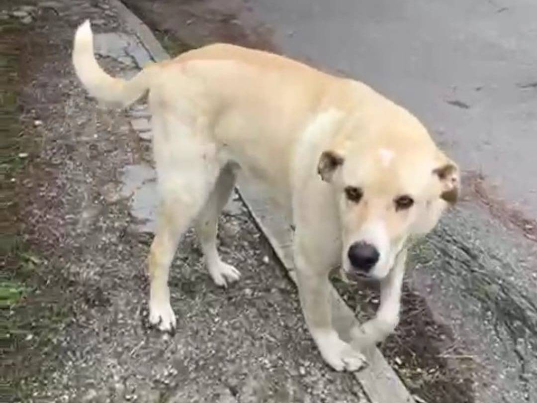 Vuoi adottare un cane a Crotone?