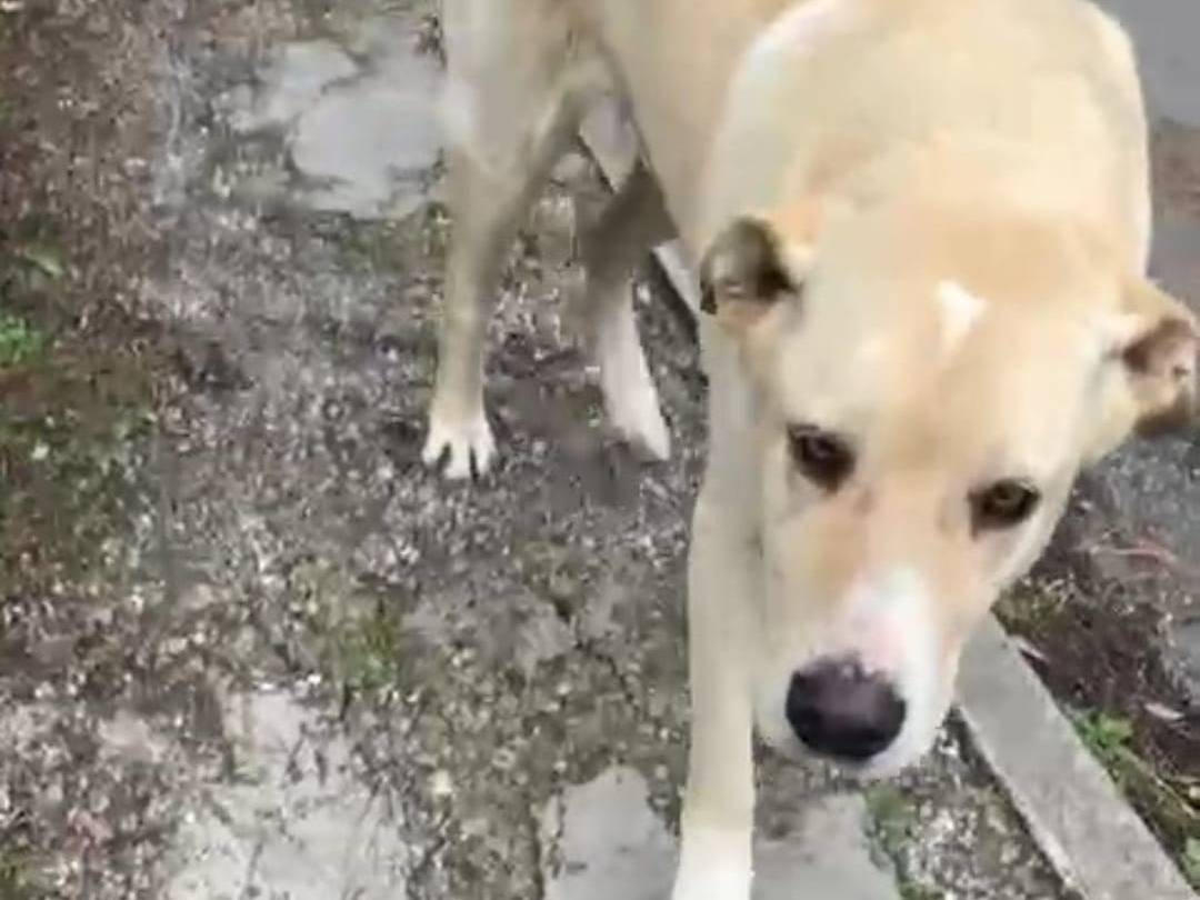 Adotta il cane Leo a Crotone