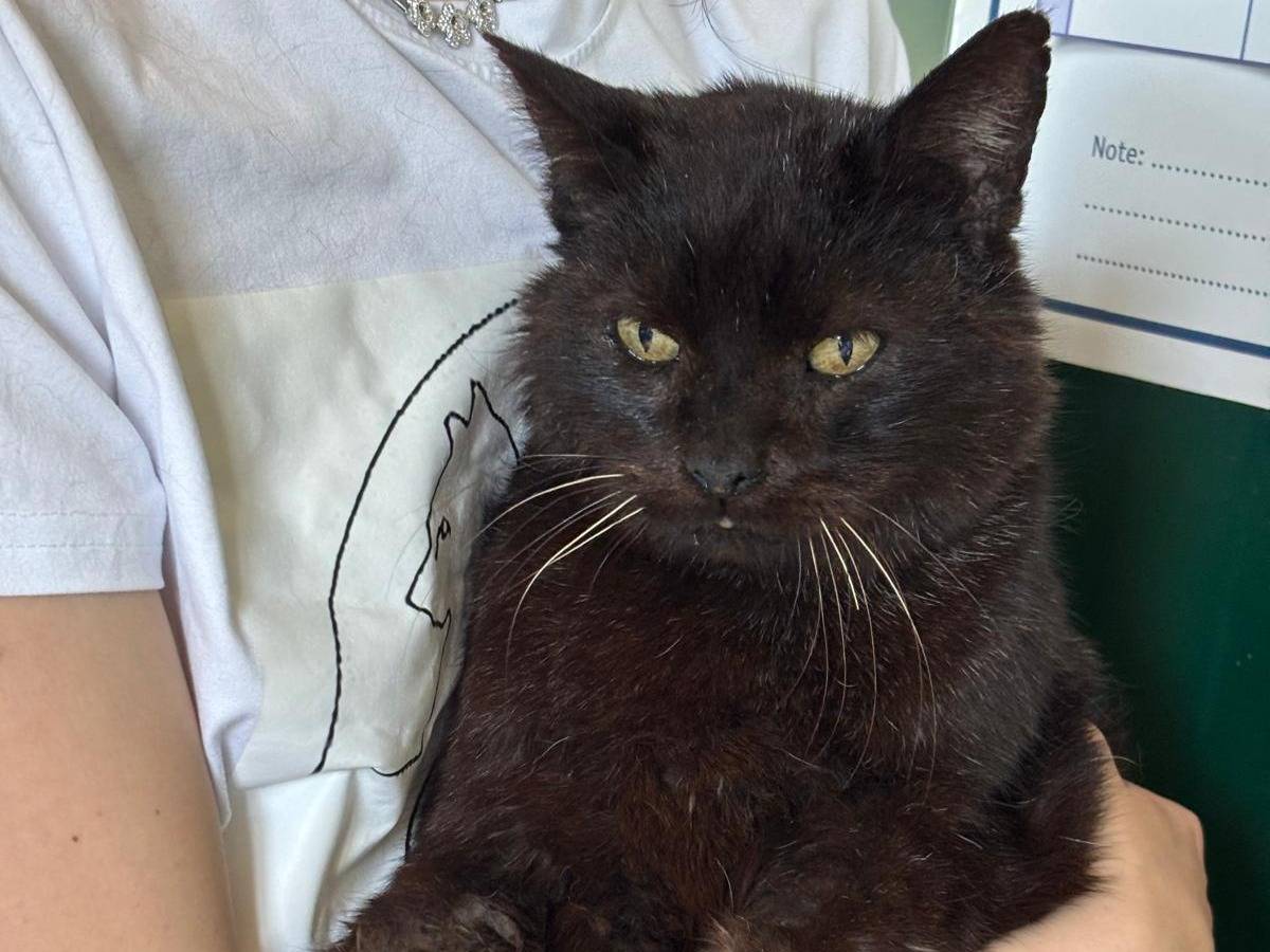 Adotta un gatto, maschio, 9 anni e 2 mesi, Pisa