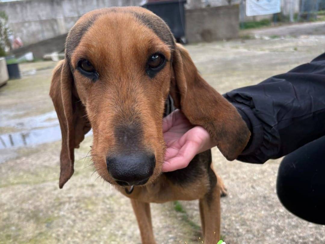 Adozione cane, maschio, Segugio Razza sconosciuta, 2 anni e 6 mesi, taglia media contenuta, Crotone
