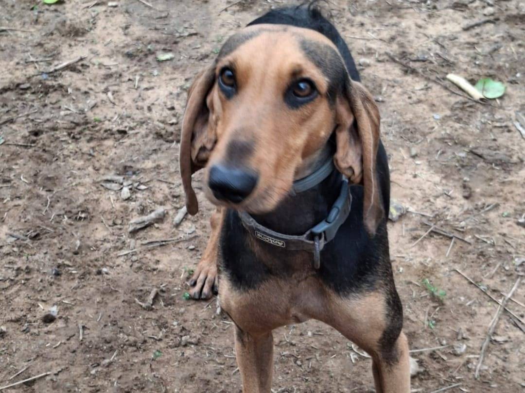 Adotta un cane, maschio, 2 anni e 6 mesi, Crotone