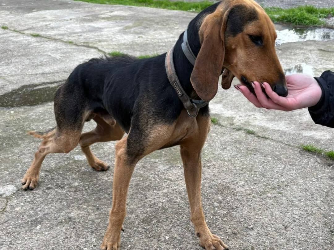 Adotta un cane, taglia media contenuta, maschio, Crotone