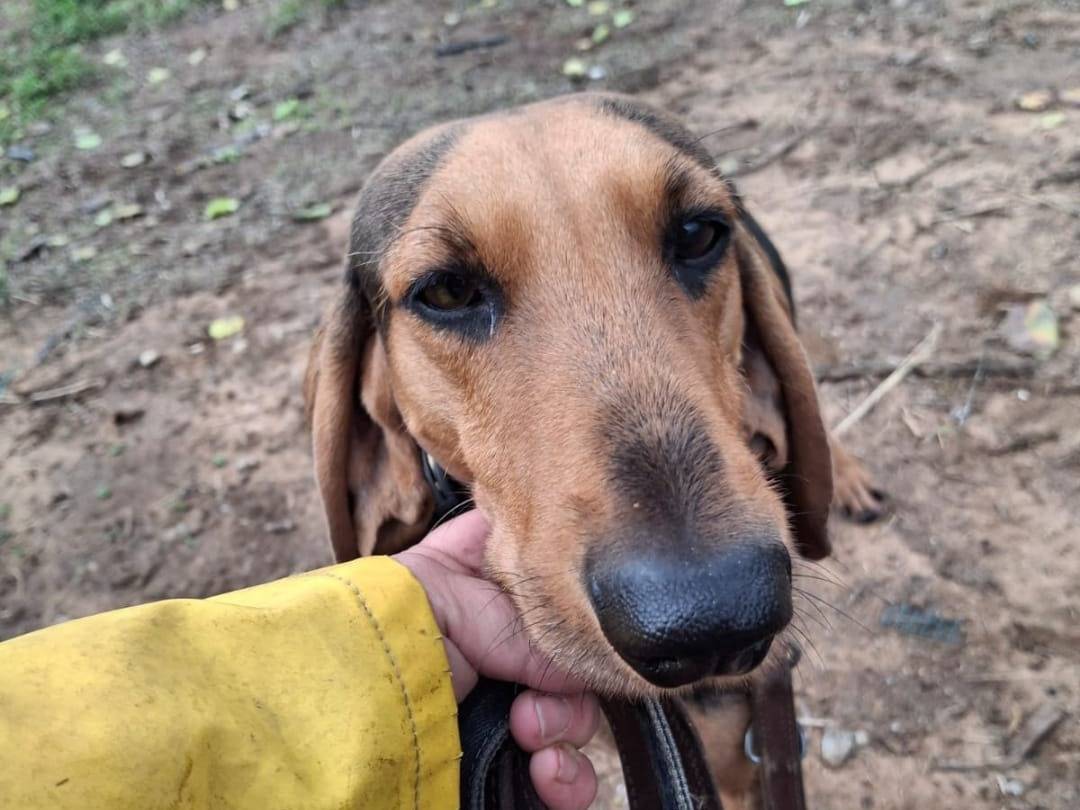 Vuoi adottare un cane a Crotone?