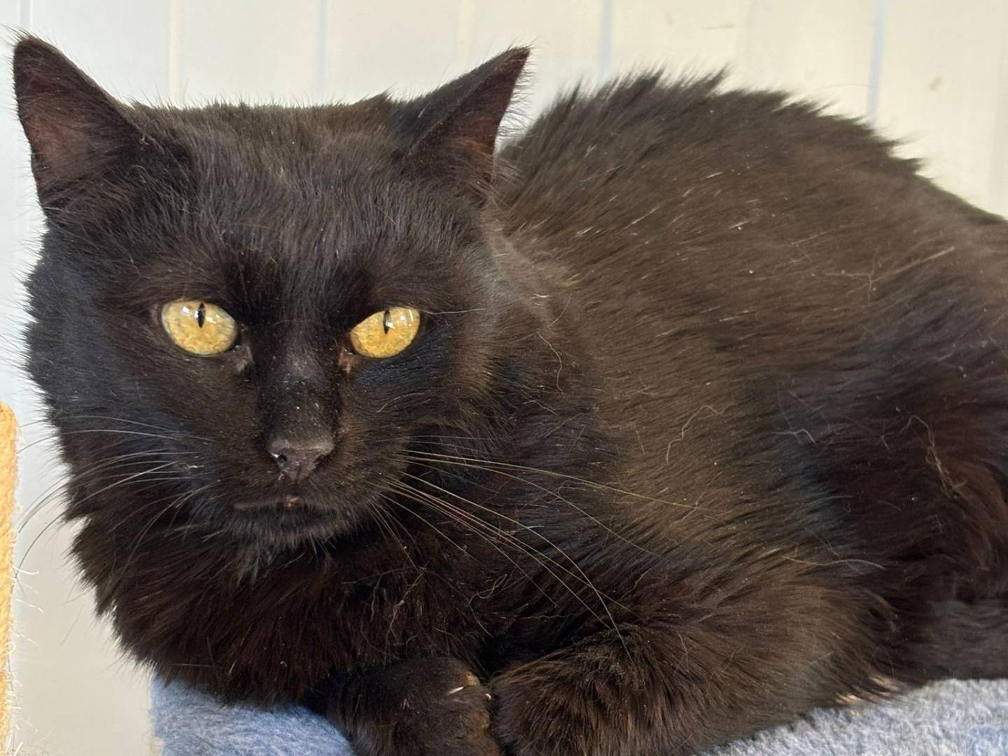 Adozione gatto, femmina, Razza sconosciuta Razza sconosciuta, 3 anni e 3 mesi, taglia non valida, Pisa