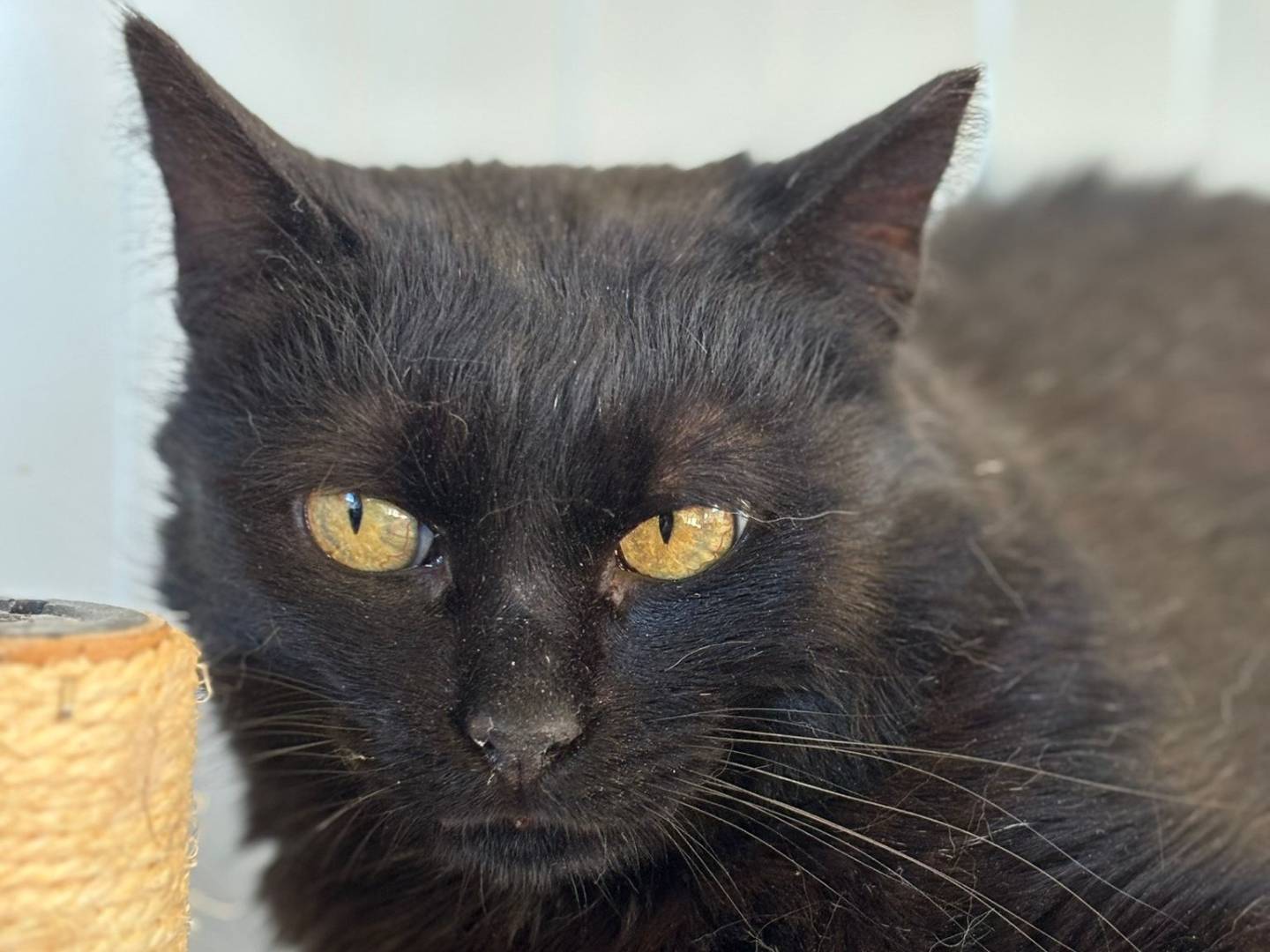 Adotta un gatto, femmina, 3 anni e 3 mesi, Pisa