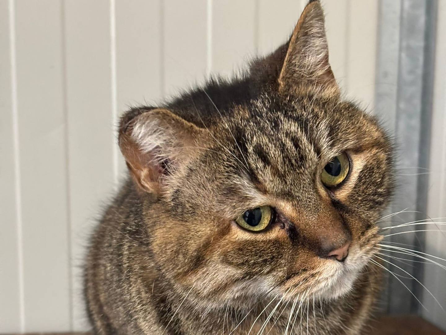 Adozione gatto, femmina, Razza sconosciuta Razza sconosciuta, 10 anni e 2 mesi, taglia non valida, Pisa