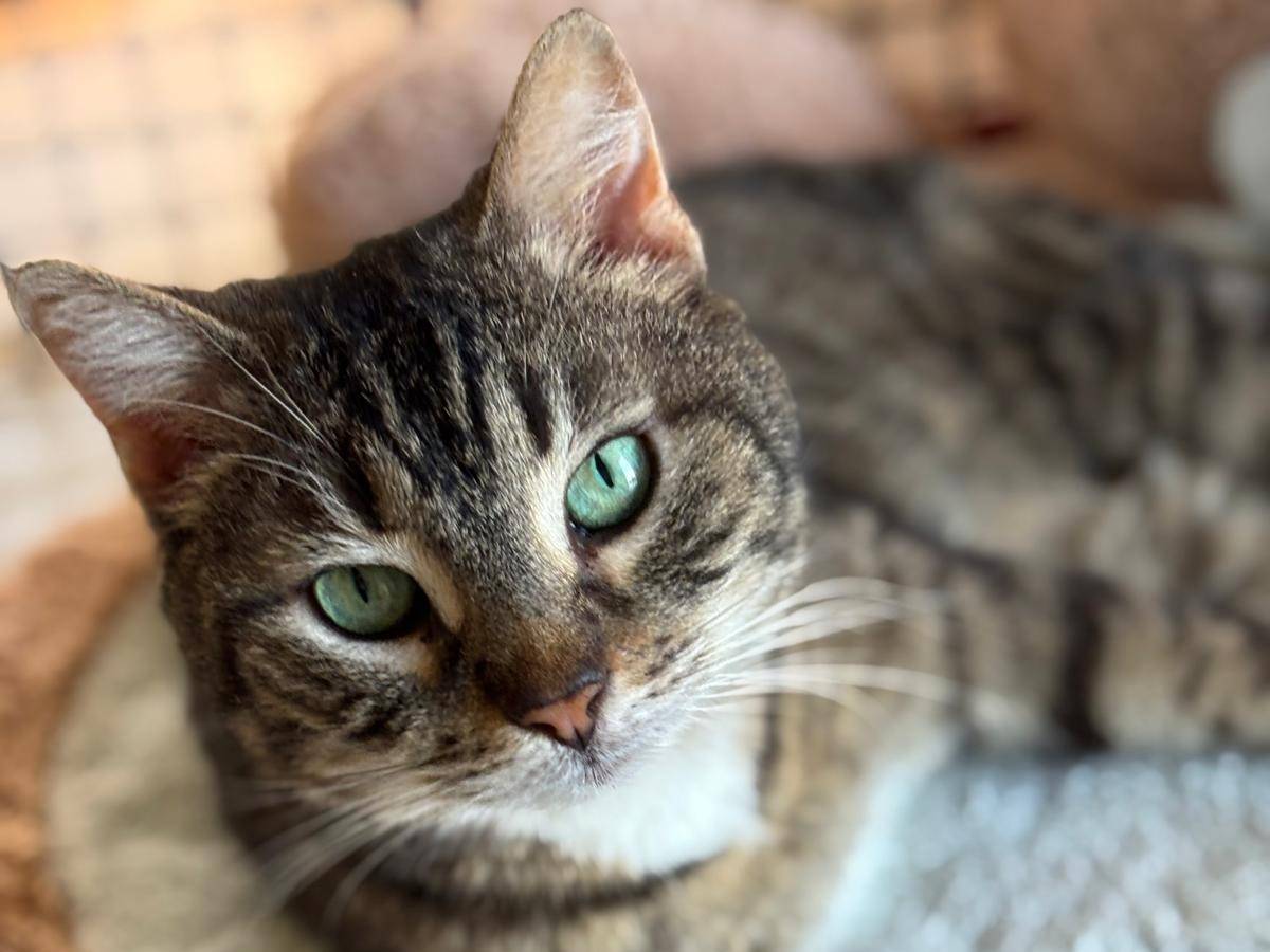 Adozione gatto, femmina, Razza sconosciuta Razza sconosciuta, 3 anni e 3 mesi, taglia non valida, Pisa