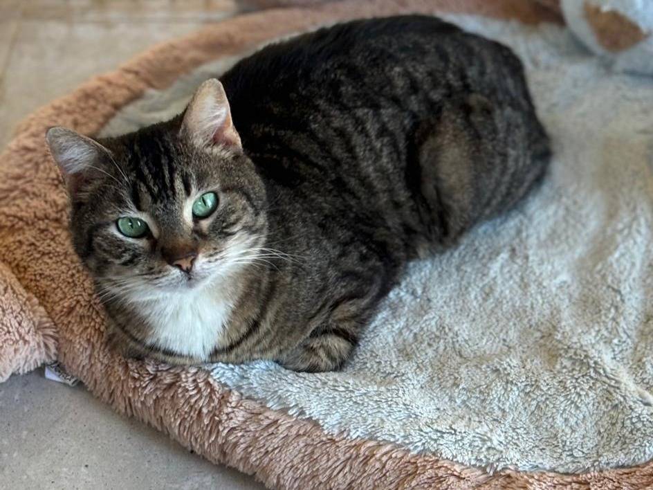 Adotta un gatto, femmina, 3 anni e 3 mesi, Pisa