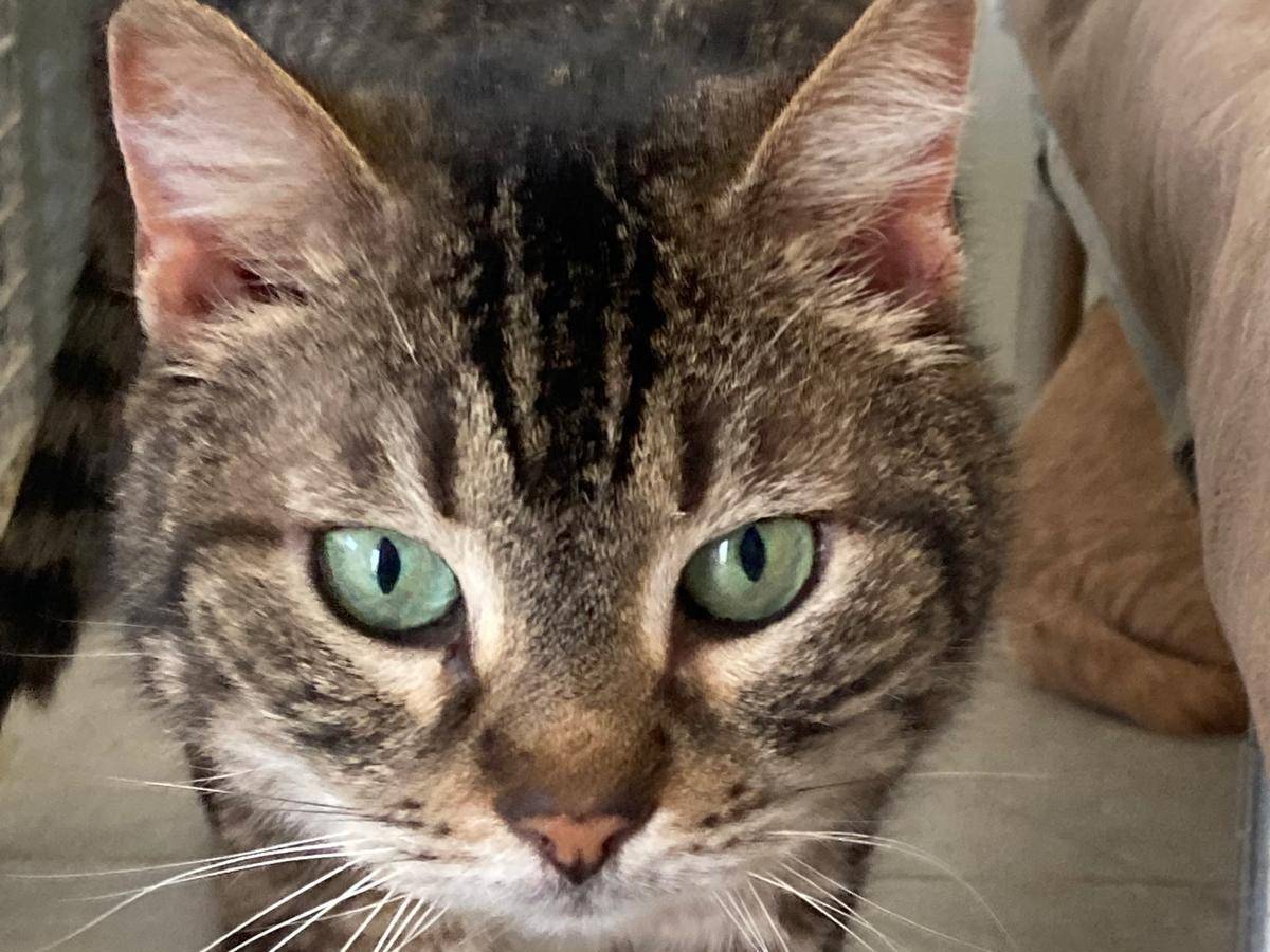 Adotta un gatto, taglia non valida, femmina, Pisa