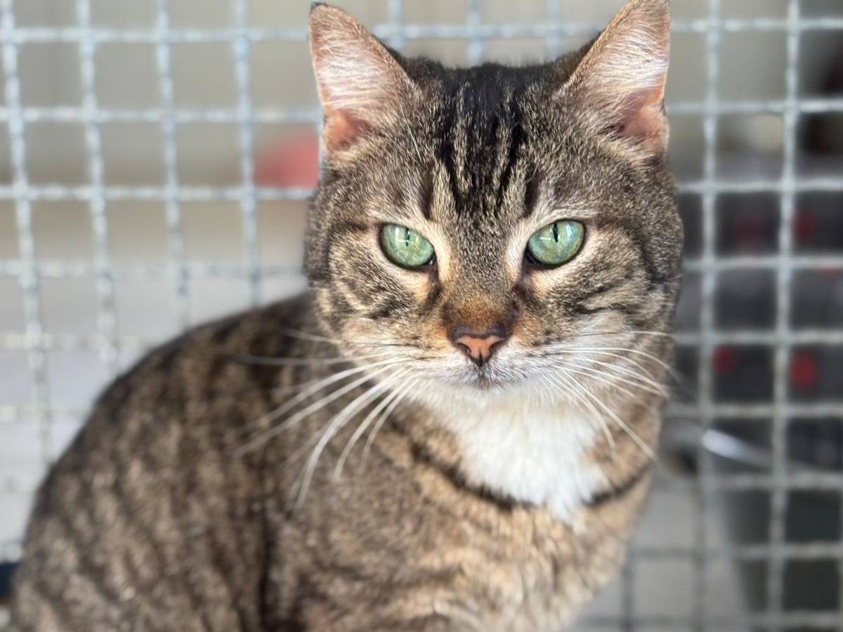 Vuoi adottare un gatto a Pisa?