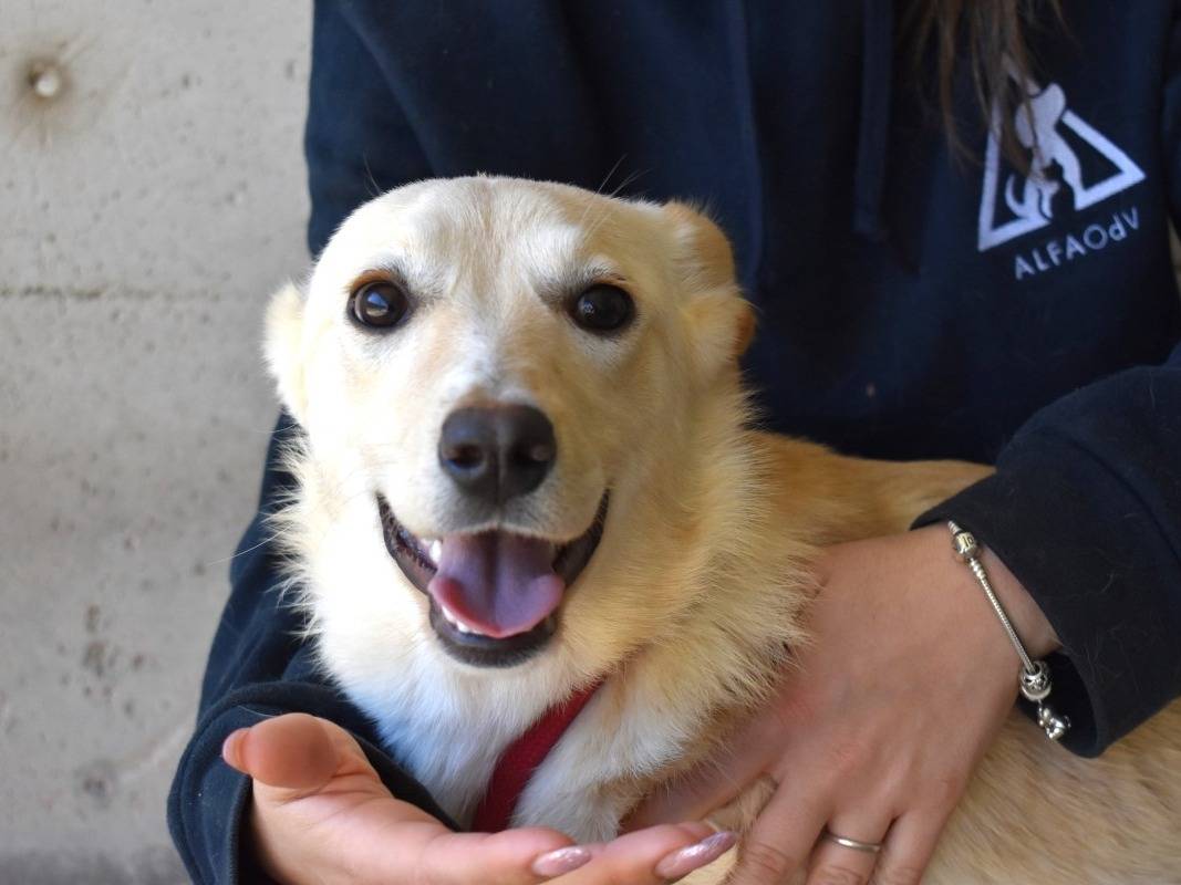 Adozione cane, femmina, Razza sconosciuta Razza sconosciuta, 6 mesi, taglia media contenuta, Roma