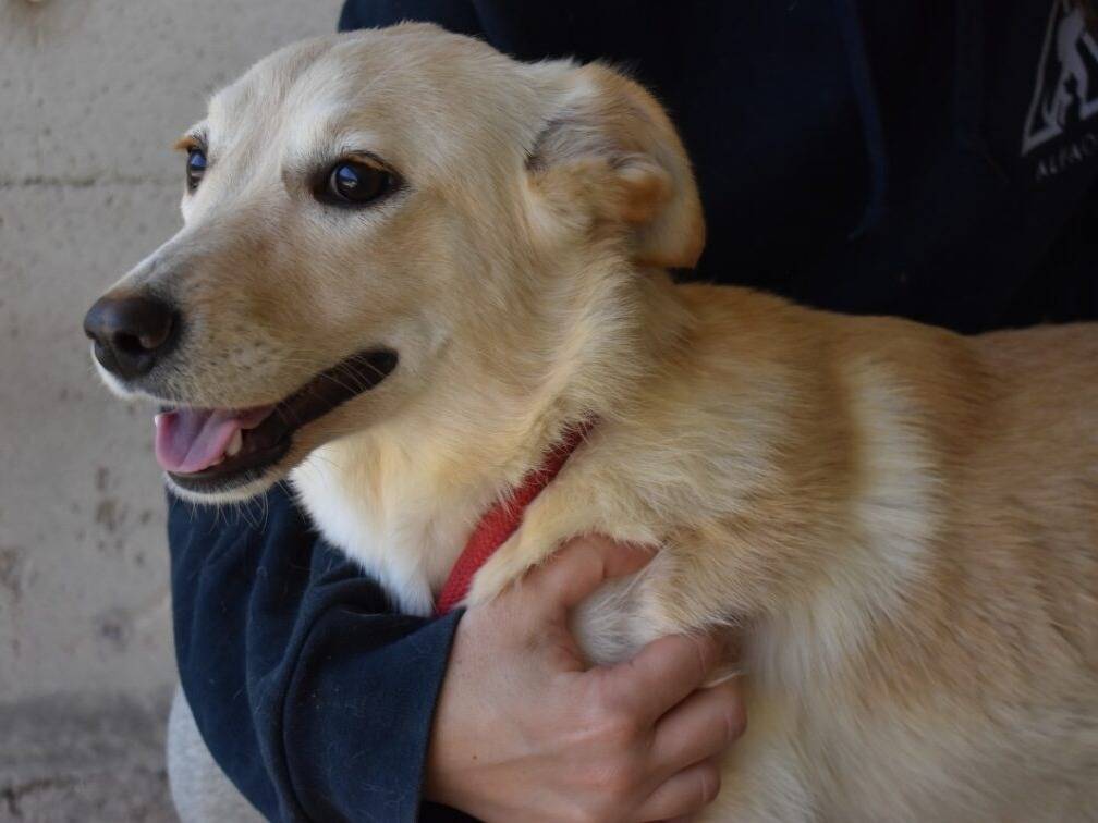 Adotta un cane, taglia media contenuta, femmina, Roma