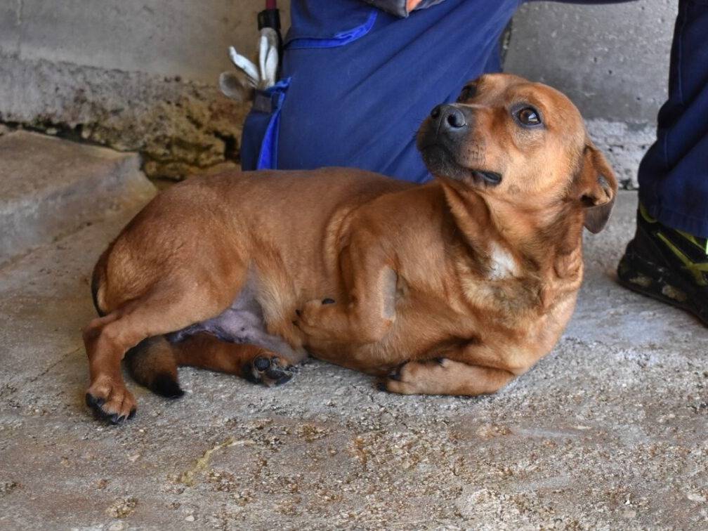 Adozione cane, maschio, Bassotto Razza sconosciuta, 3 anni e 3 mesi, taglia piccola, Roma