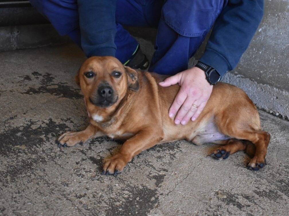 Adotta un cane, taglia piccola, maschio, Roma