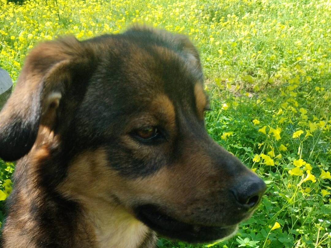 Adotta un cane, femmina, 1 anno e 4 mesi, Varese