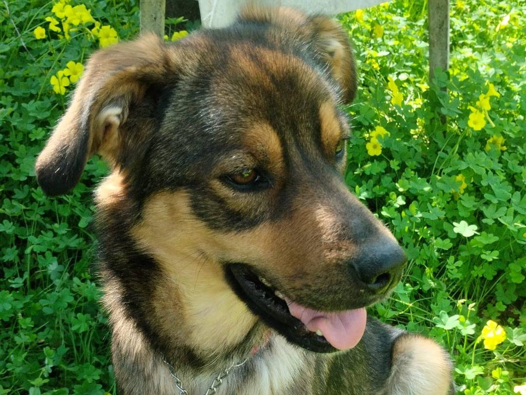 Vuoi adottare un cane a Varese?