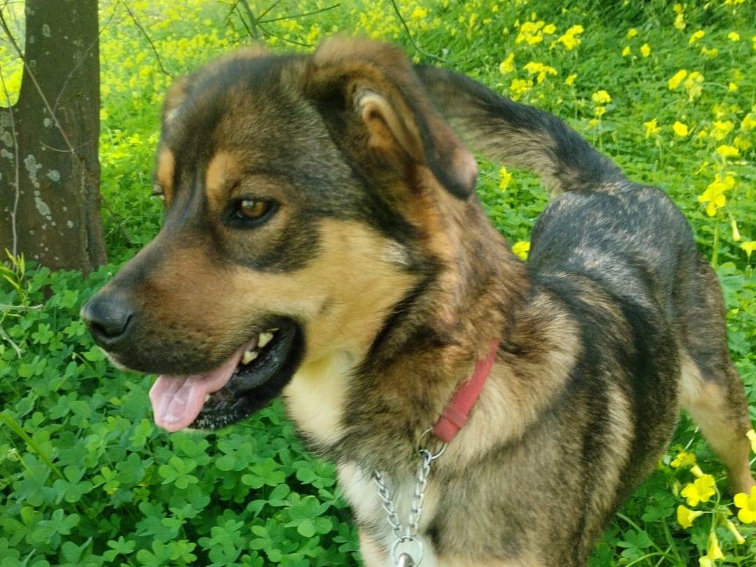 Adotta il cane TEQUILA a Varese