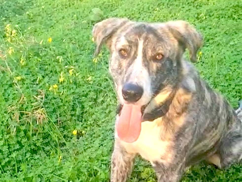 Adozione cane, maschio, Segugio Razza sconosciuta, 11 mesi, taglia grande, Vibo