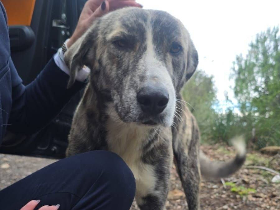 Vuoi adottare un cane a Vibo?