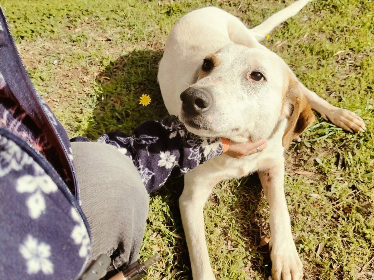 Adozione cane, femmina, Setter Inglese Labrador Retriever, 3 anni, taglia media, Vibo