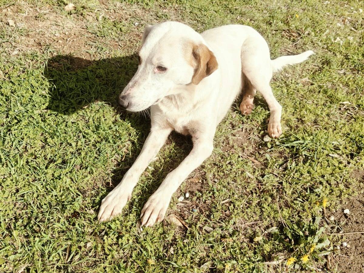 Adotta un cane, taglia media, femmina, Vibo