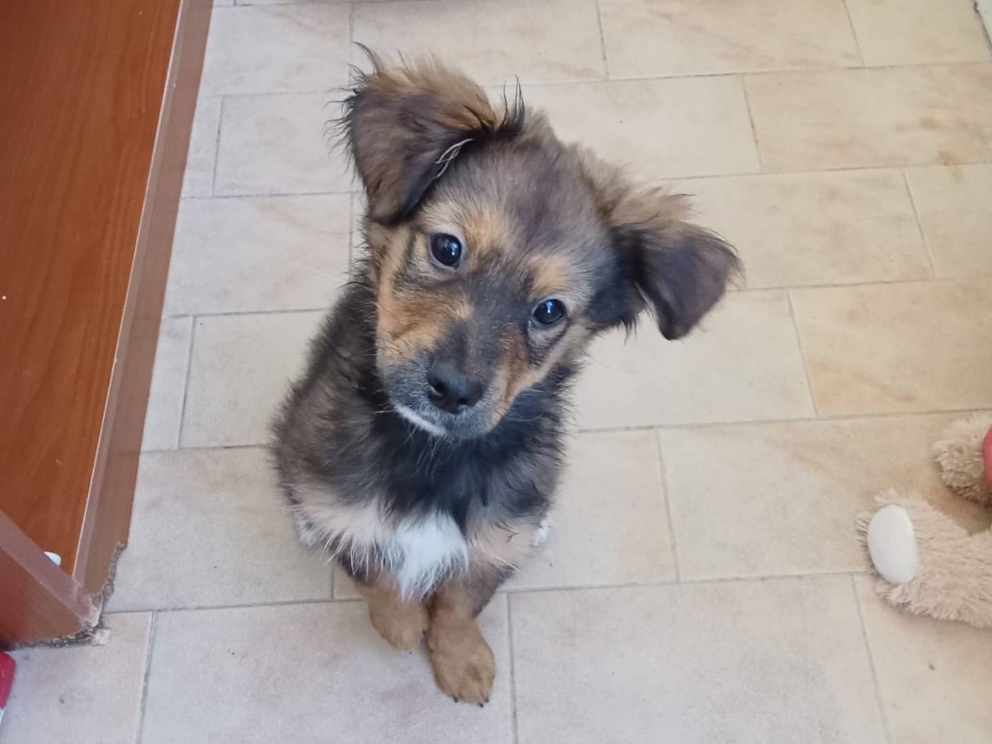 Adozione cane, maschio, Razza sconosciuta Razza sconosciuta, 1 anno e 3 mesi, taglia media contenuta, Vibo