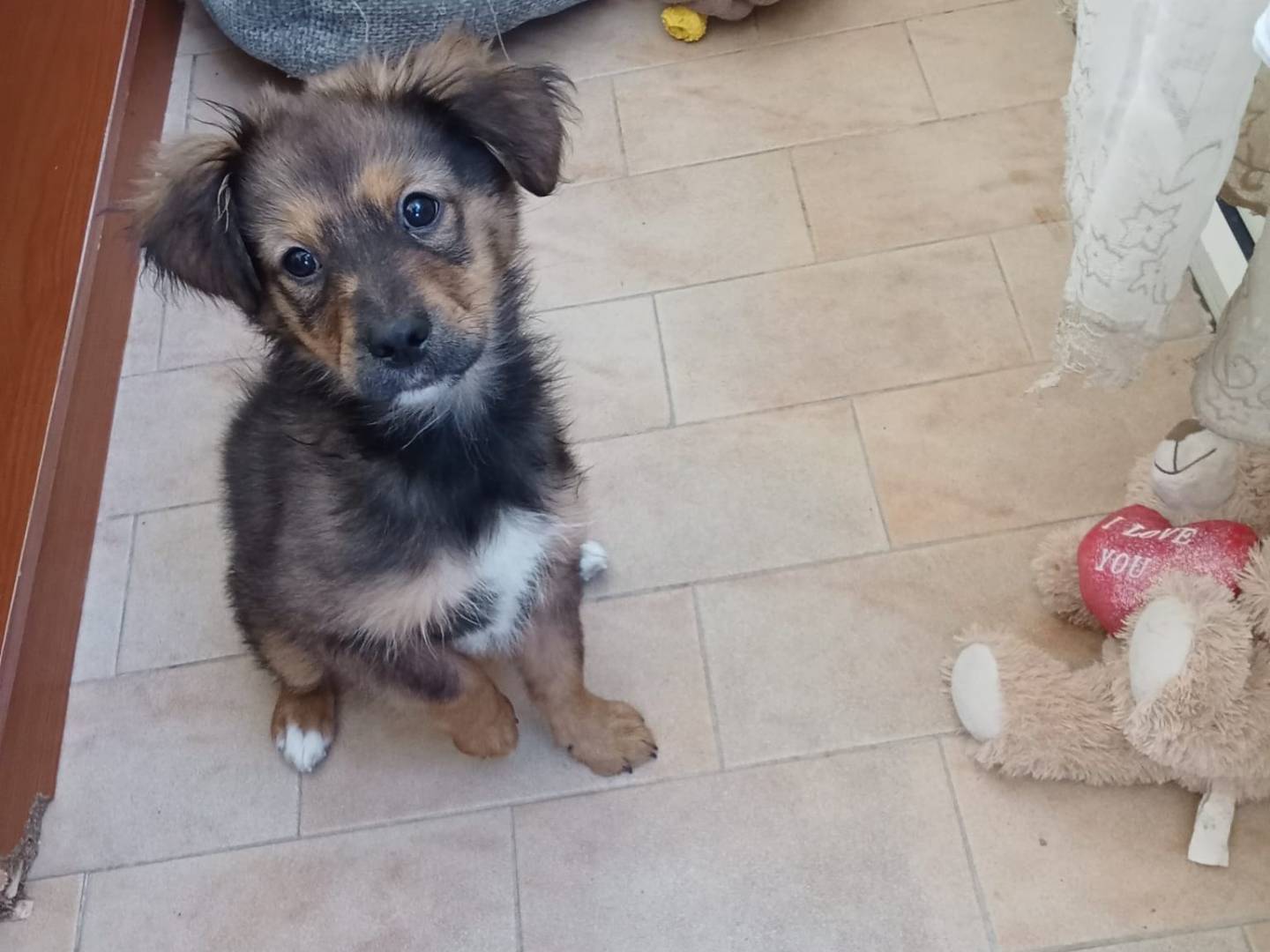 Adotta un cane, maschio, 1 anno e 3 mesi, Vibo