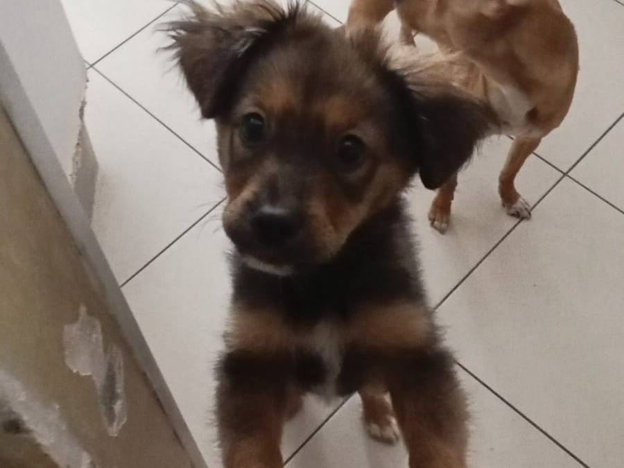 Adotta un cane, taglia media contenuta, maschio, Vibo