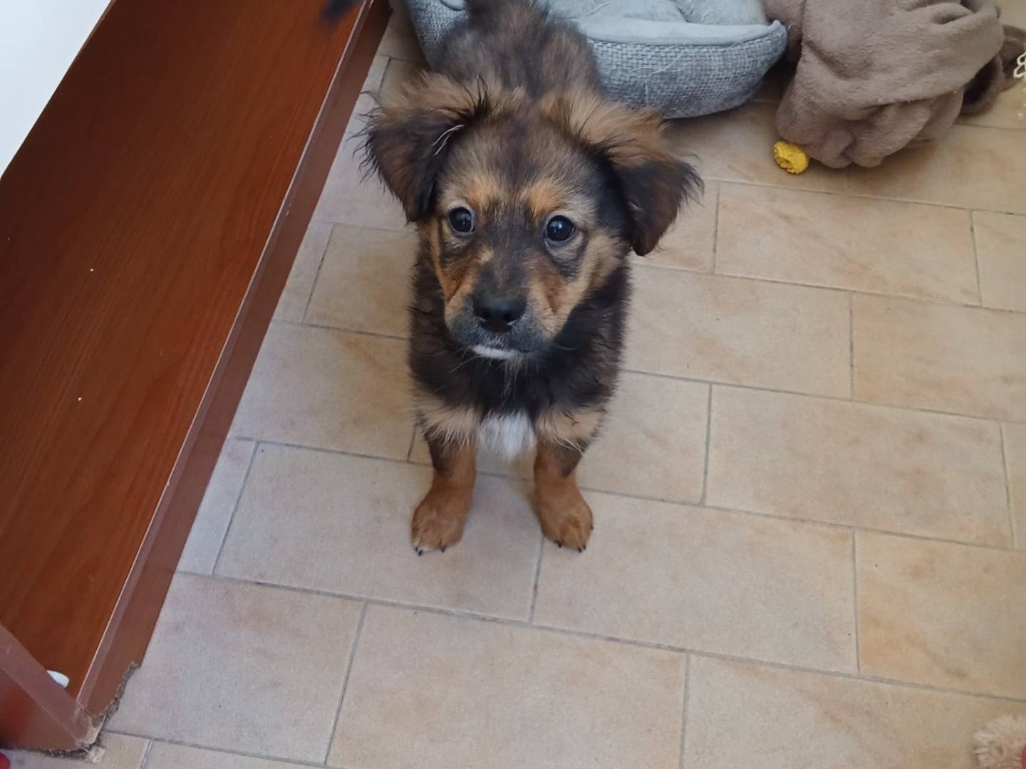 Vuoi adottare un cane a Vibo?