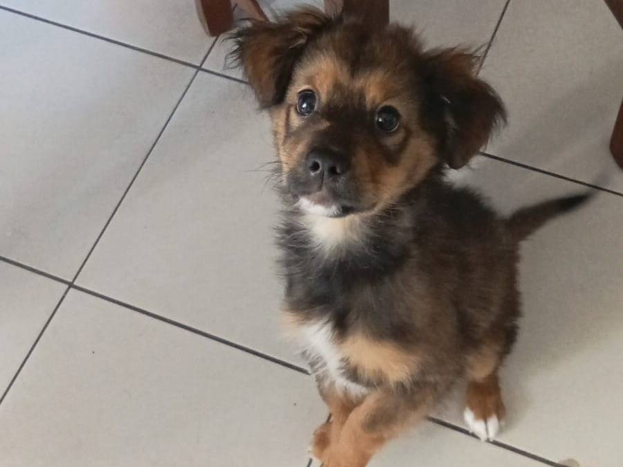 Adotta il cane ROCKY a Vibo